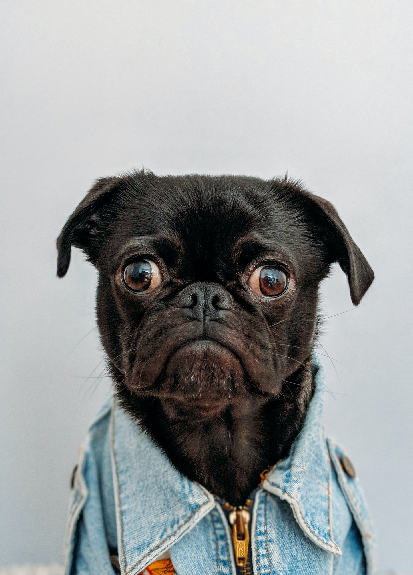 Jean Jacket for Buddy